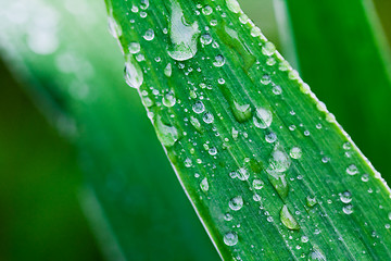 Image showing Plants after a rain