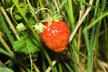 Image showing Berries of a strawberry