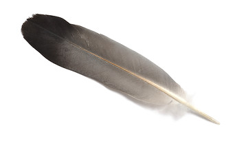 Image showing Feather