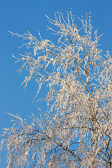 Image showing Winter tree