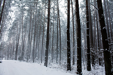 Image showing Winter wood