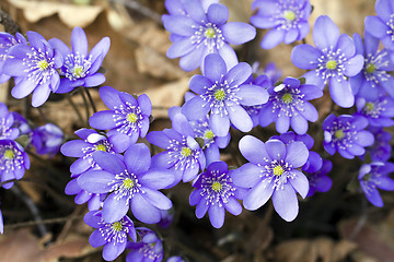 Image showing Dark blue flowers