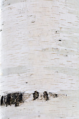 Image showing Bark