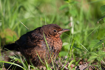 Image showing Young blackbird