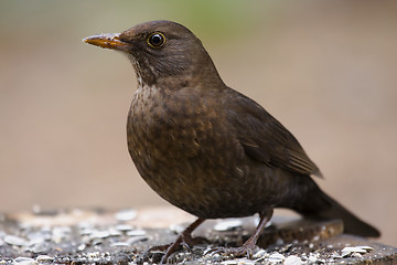 Image showing Young blackbird