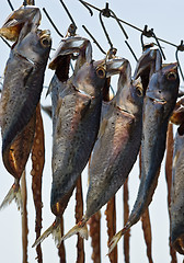 Image showing Drying fish