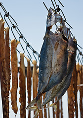 Image showing Drying fish