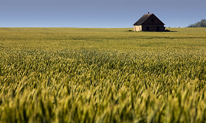 Image showing Agricultural plants (field)