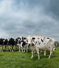 Image showing Black and white cattle in a field