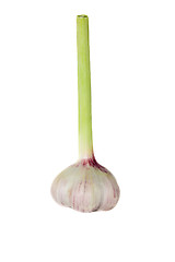 Image showing Garlic