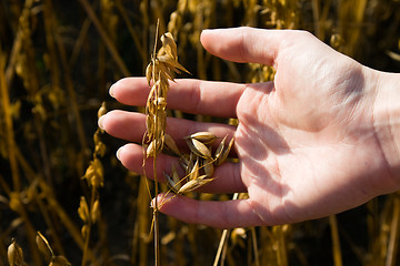 Image showing Oats quality check