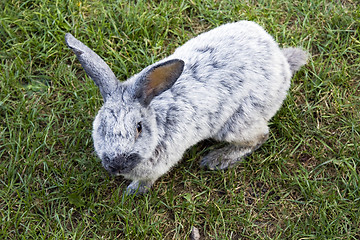 Image showing Gray rabbit