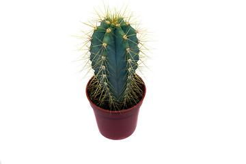 Image showing Small cactus