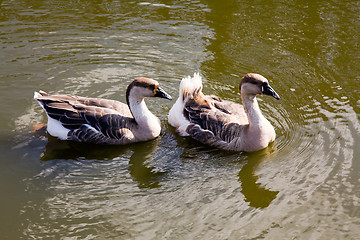 Image showing Two floating ducks