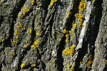 Image showing Bark of a tree