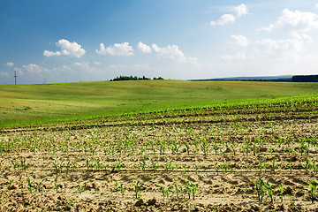 Image showing Corn growing in the field