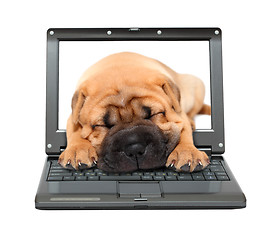 Image showing laptop with sleeping puppy dog