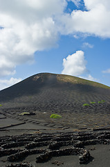 Image showing Volcanic Vineyards
