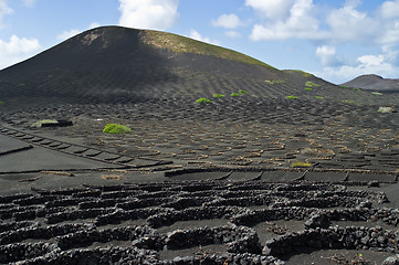 Image showing Volcanic Vineyards