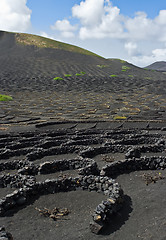 Image showing Volcanic Vineyards