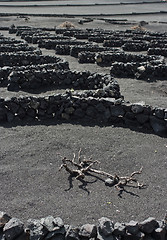 Image showing Volcanic Vineyards