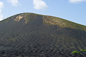 Image showing Volcanic Vineyards