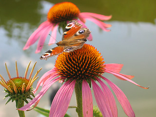 Image showing peacock eye butterfly