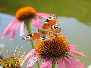 Image showing peacock eye butterfly