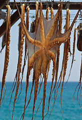 Image showing Drying octopus