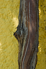 Image showing Vine trunk
