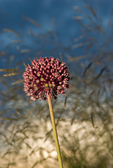 Image showing Purple flower