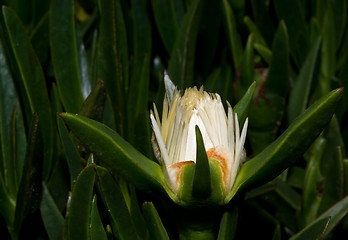 Image showing White flower bud