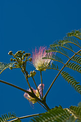 Image showing Acacia flowers