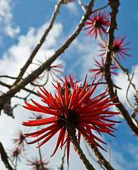 Image showing Flowers of Erythrina speciosa