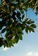 Image showing Ficus tree