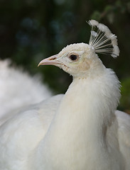 Image showing White Peafowl