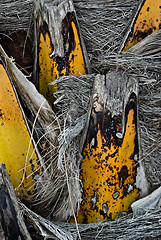 Image showing Palm trunk