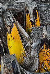 Image showing Palm trunk