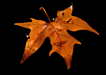 Image showing Leaf on the water