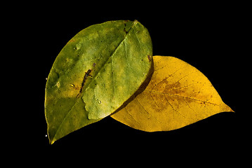 Image showing Leaves on the water