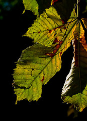 Image showing Horse-chestnut leaves