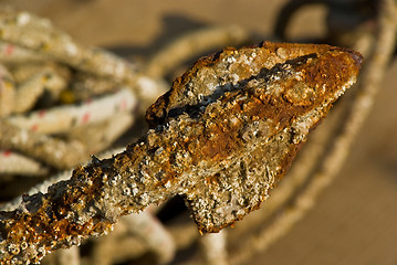 Image showing Rusty anchor claw