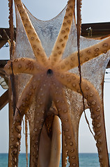 Image showing Suntanned octopus