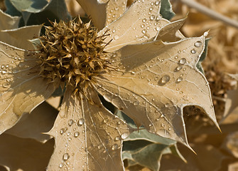 Image showing Sea holly