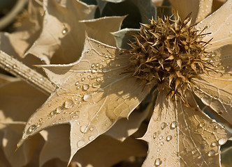 Image showing Sea holly