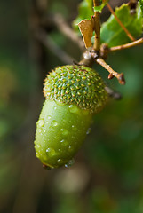 Image showing Young acorn