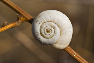 Image showing Snail shell