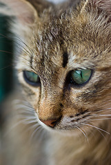 Image showing Cat eyes