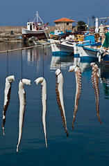 Image showing Suntanned octopus