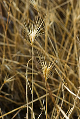 Image showing Grass composition